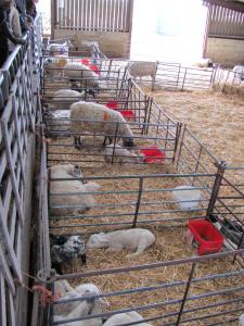 Lambing shed by day