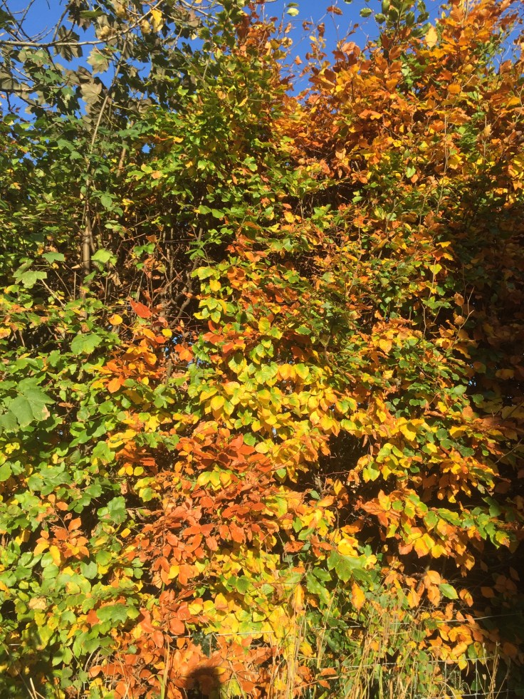 0102cbcfa931ab2219b35ad55bc6608c88102acd69